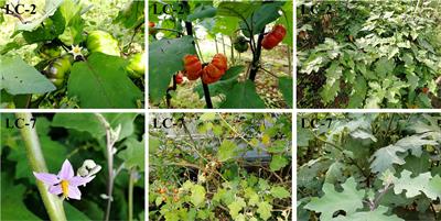 Unraveling verticillium wilt resistance: insight from the integration of transcriptome and metabolome in wild eggplant